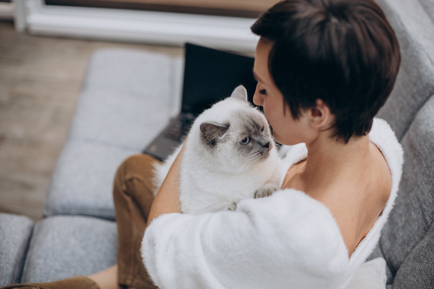 gato e dono