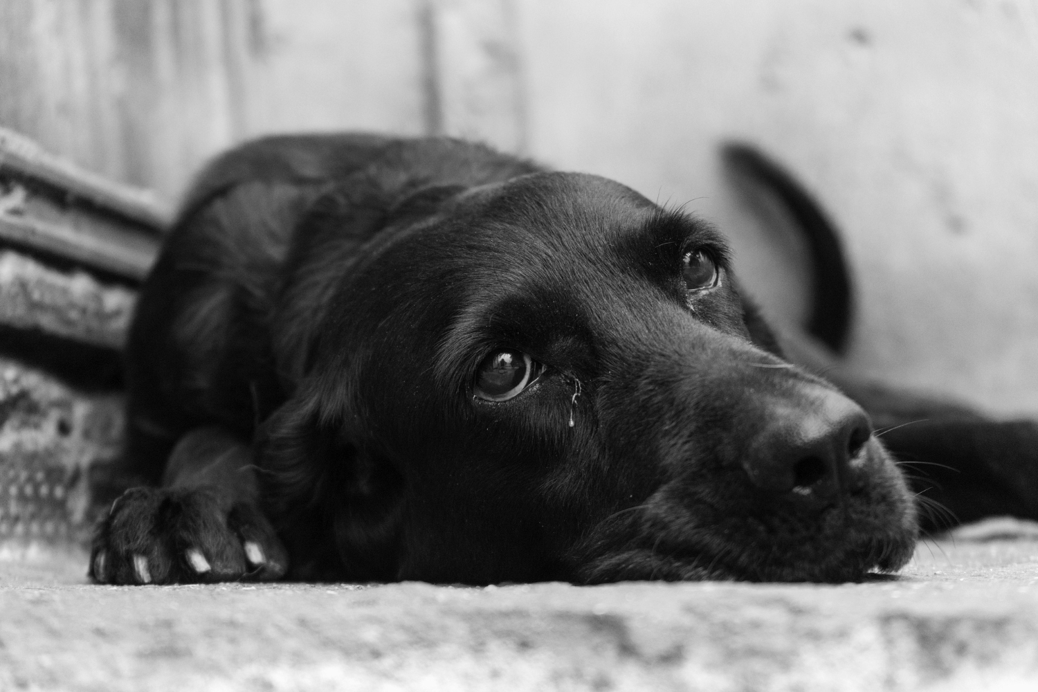 Veterinária explica algumas atitudes que são consideradas maus-tratos animais