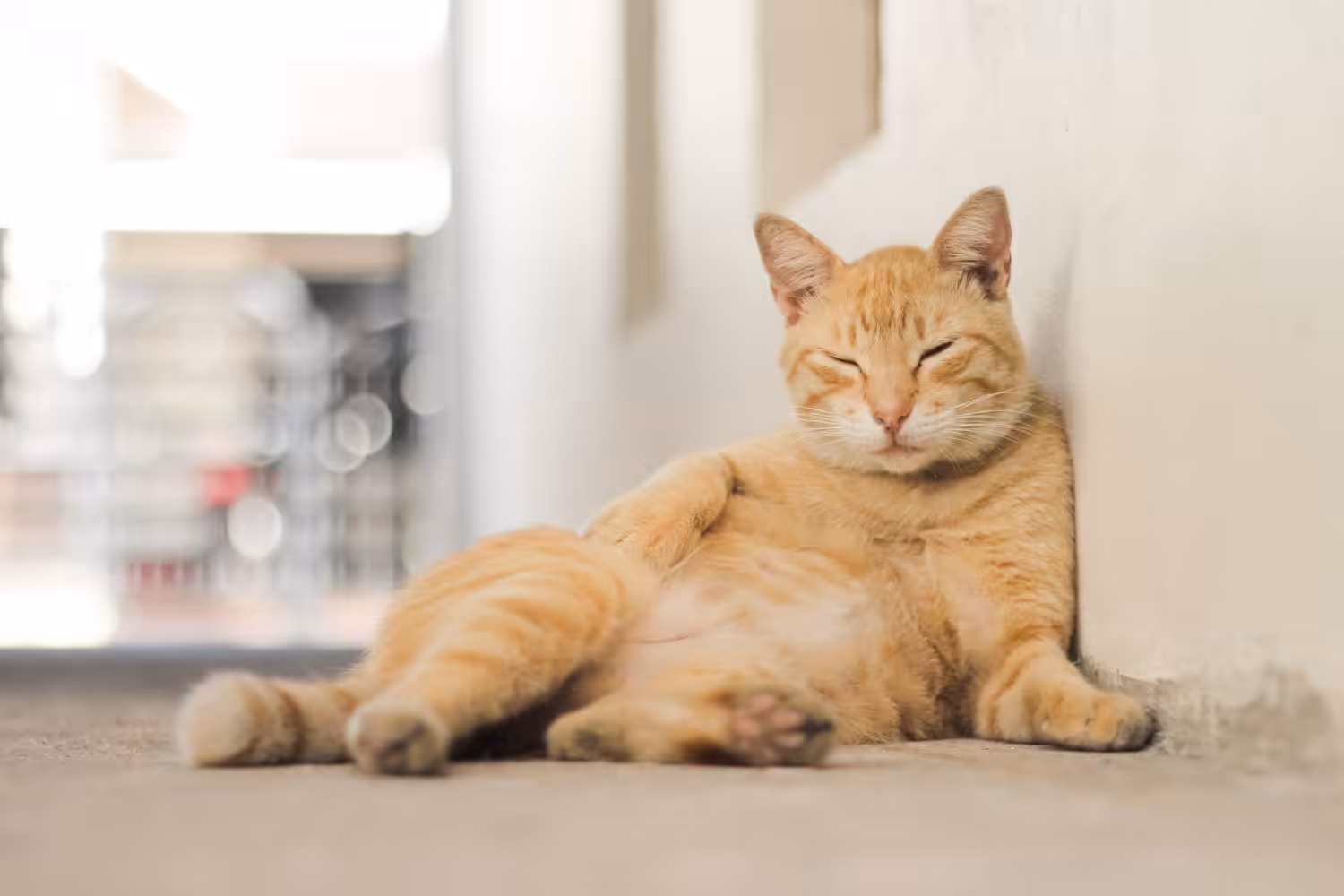 Sedentarismo e má alimentação podem deixar cães e gatos obesos