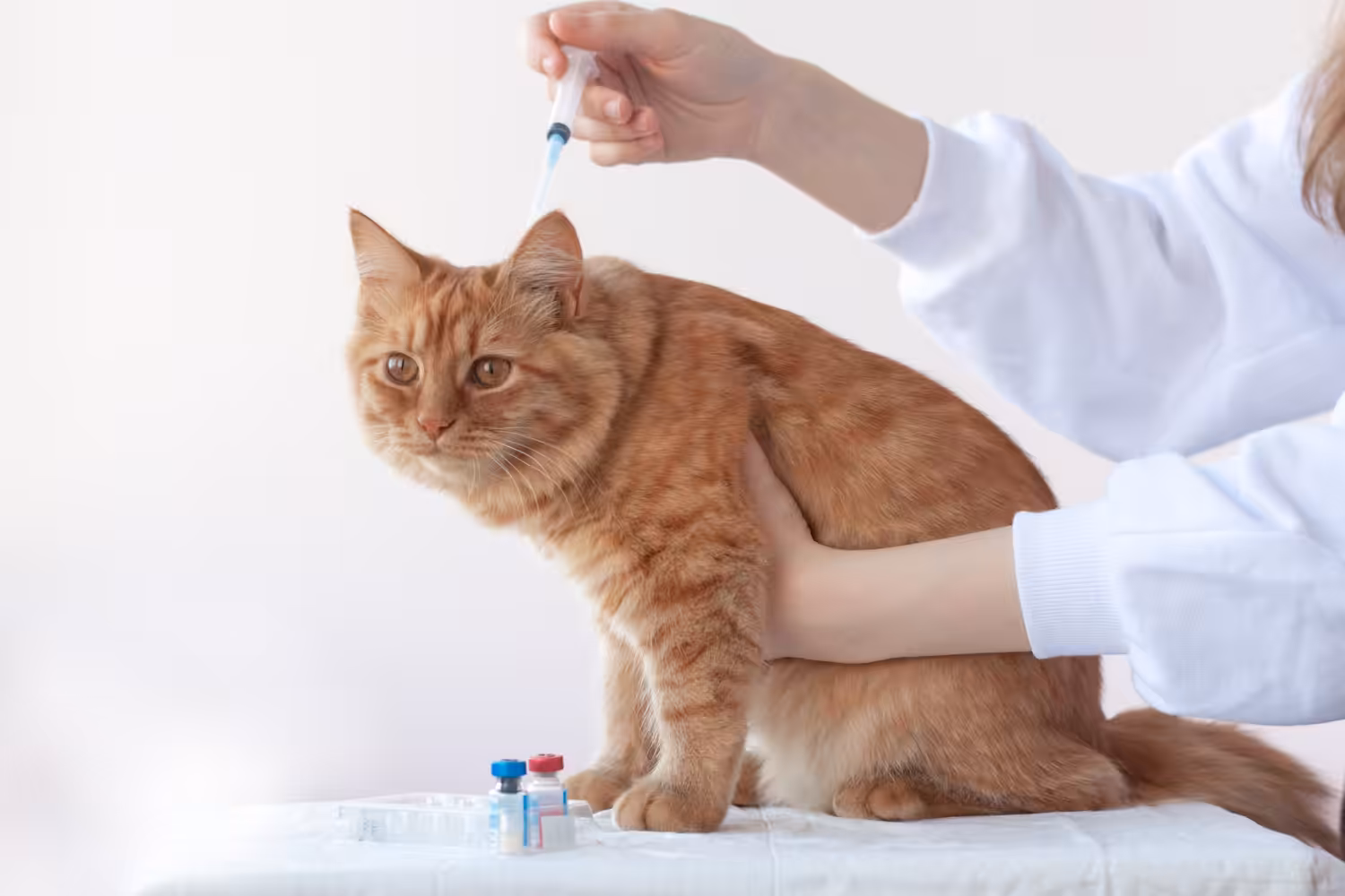 O cartão de vacinação do seu pet está em dia?