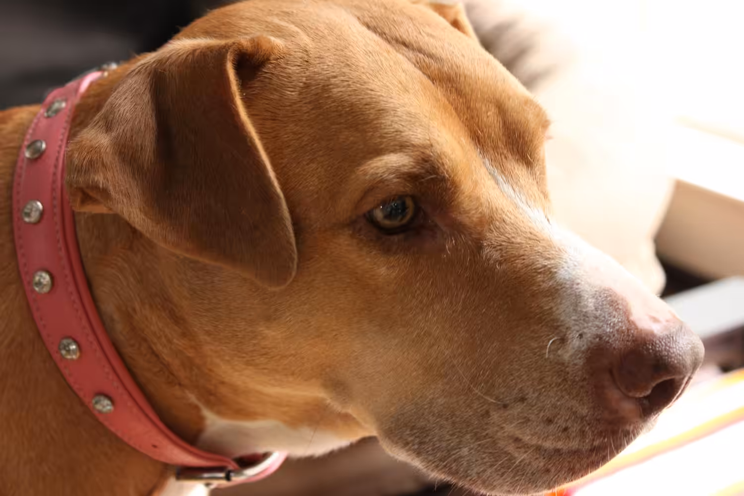 Cão castrado muda de comportamento? Veterinária explica as mudanças