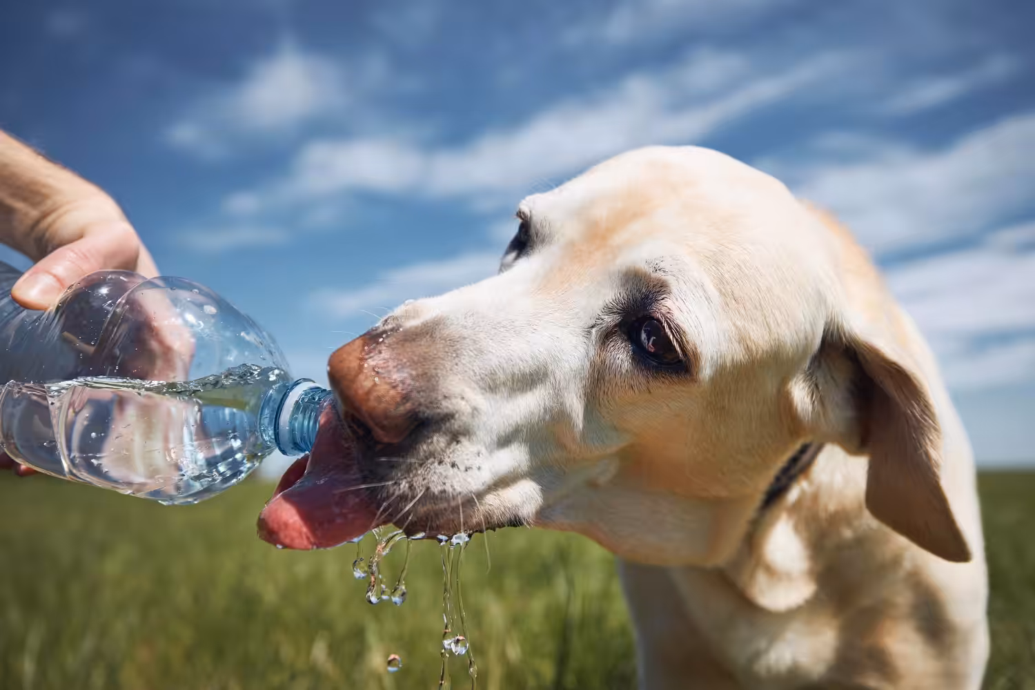 Veterinária alerta sobre os riscos por com o calor extremo aos pets 