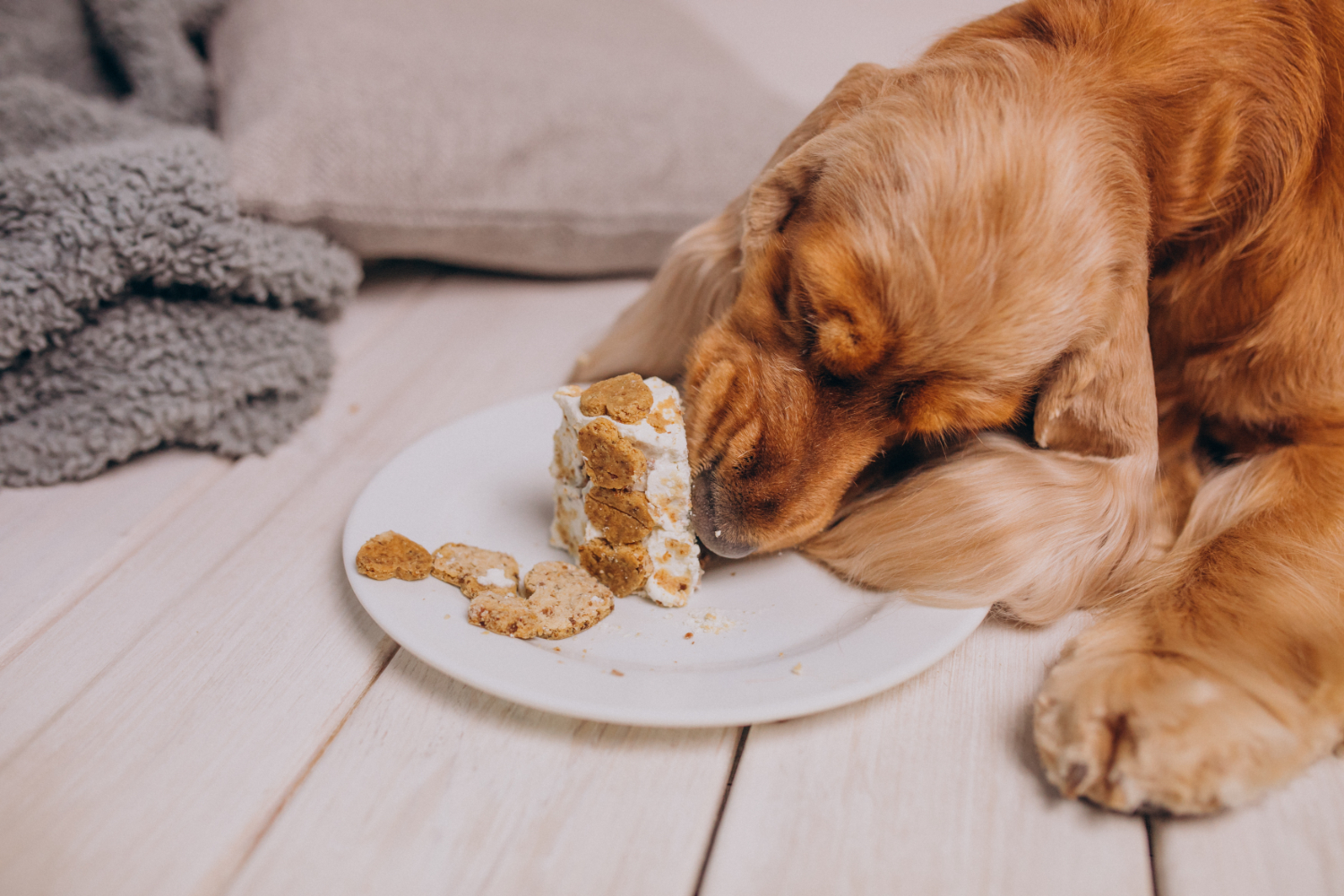 Estresse e ansiedade pode gerar compulsão alimentos nos pets