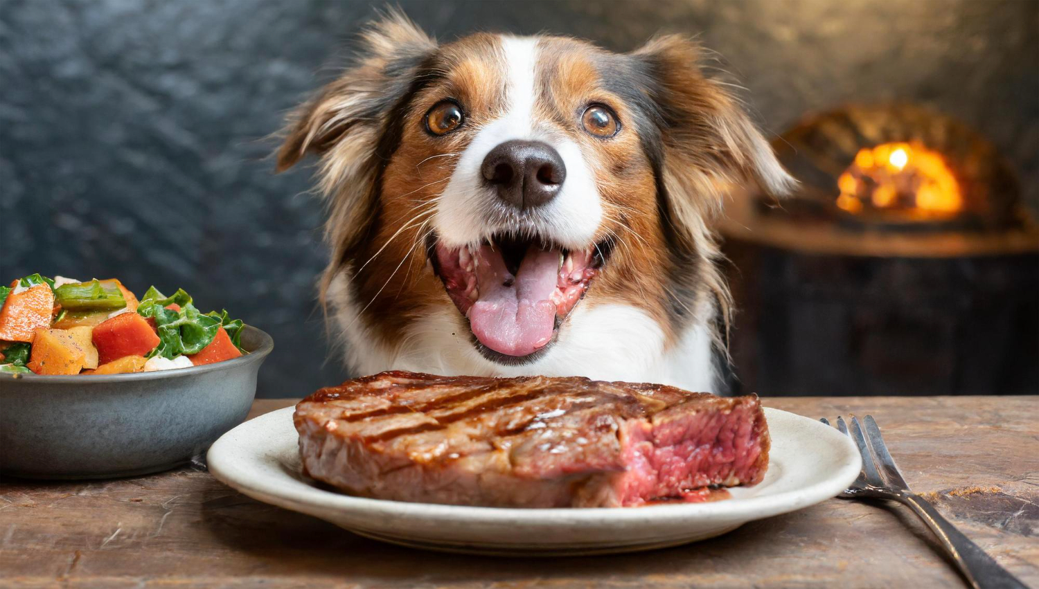 Conhecer os sabores favoritos dos cães auxilia na alimentação