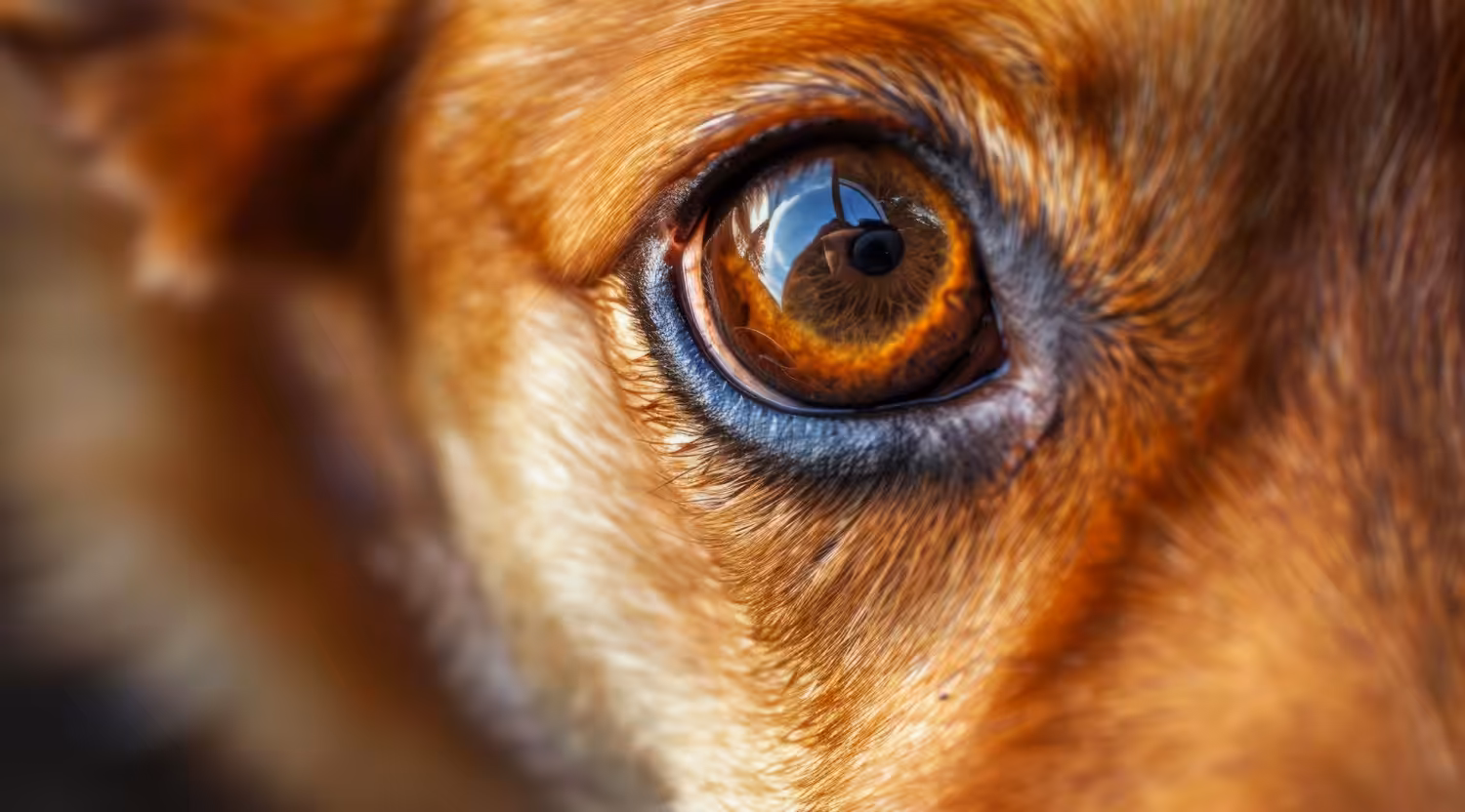 Veterinária orienta sobre os cuidados essenciais com a saúde ocular dos pets