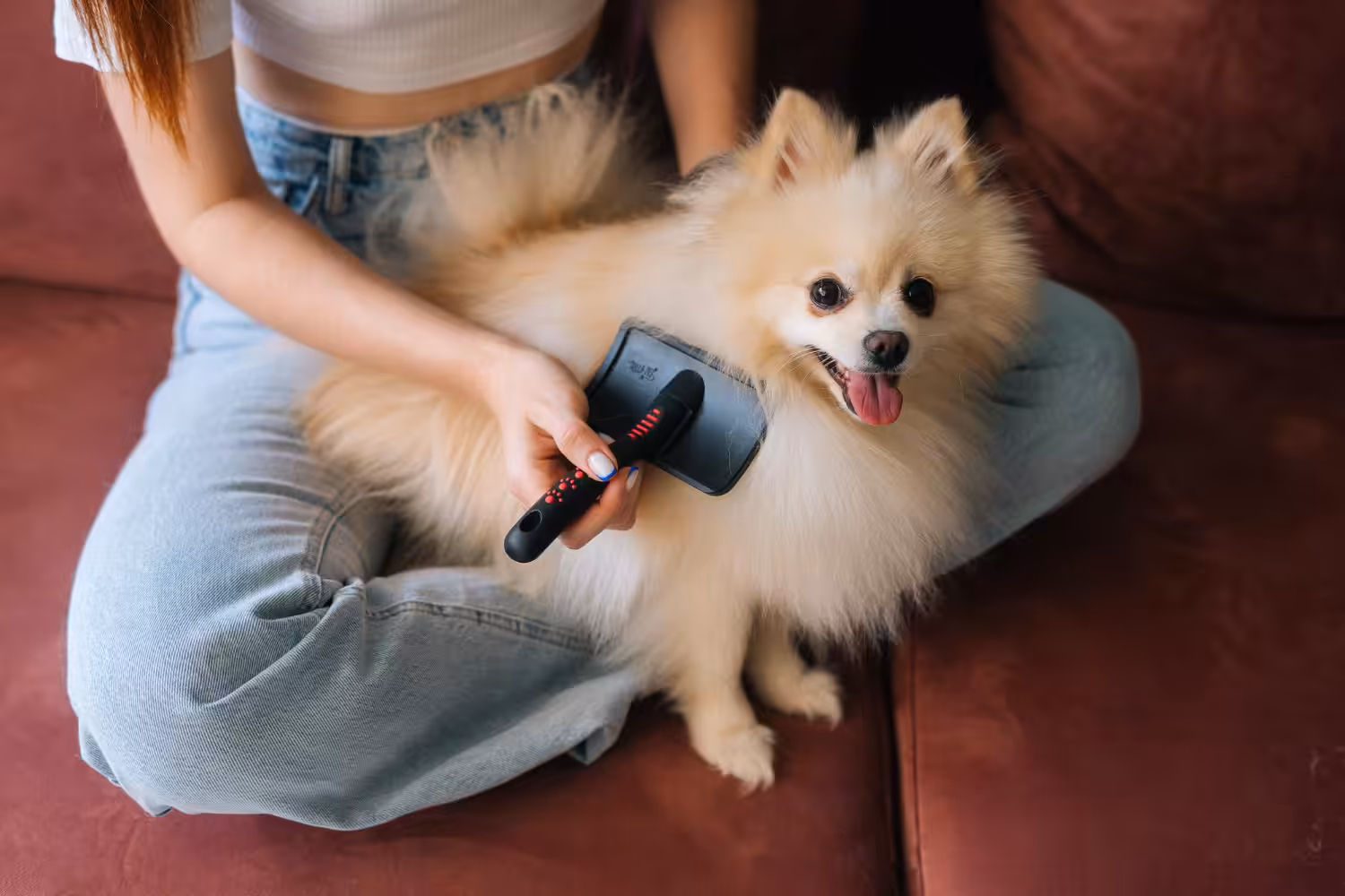 Saber como desembaraçar nó do seu cão pode facilitar nos cuidados diários