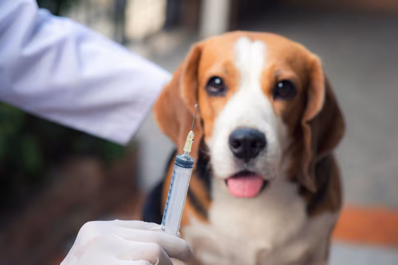 Leptospirose em pets: o que os tutores precisam saber?