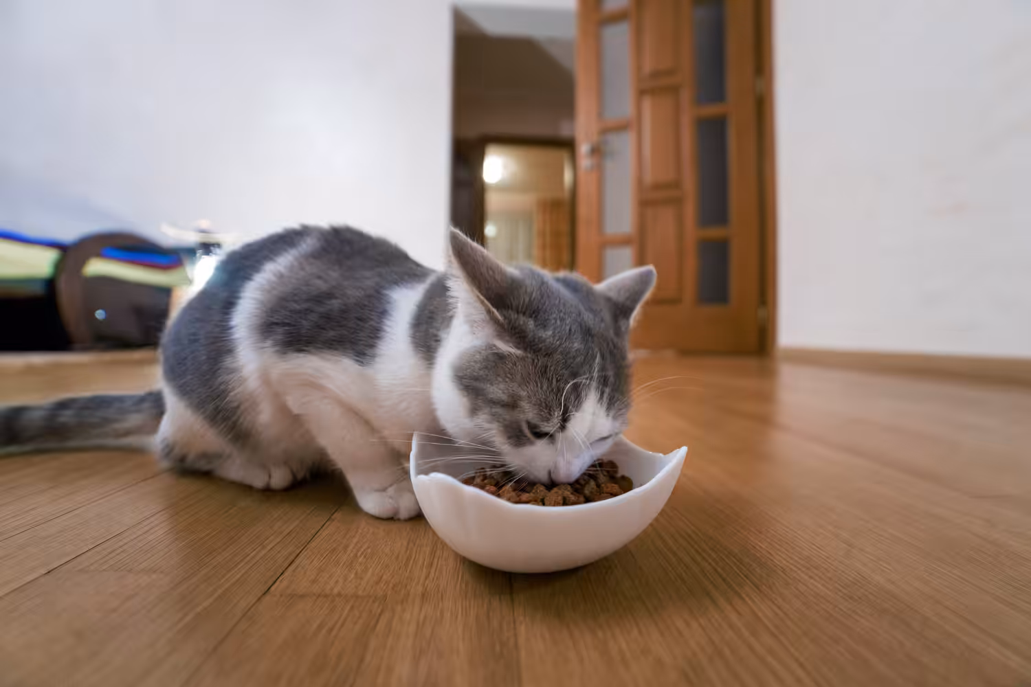 Comportamento alimentar e estresse em gatos: Como a nutrição e o ambiente se conectam?