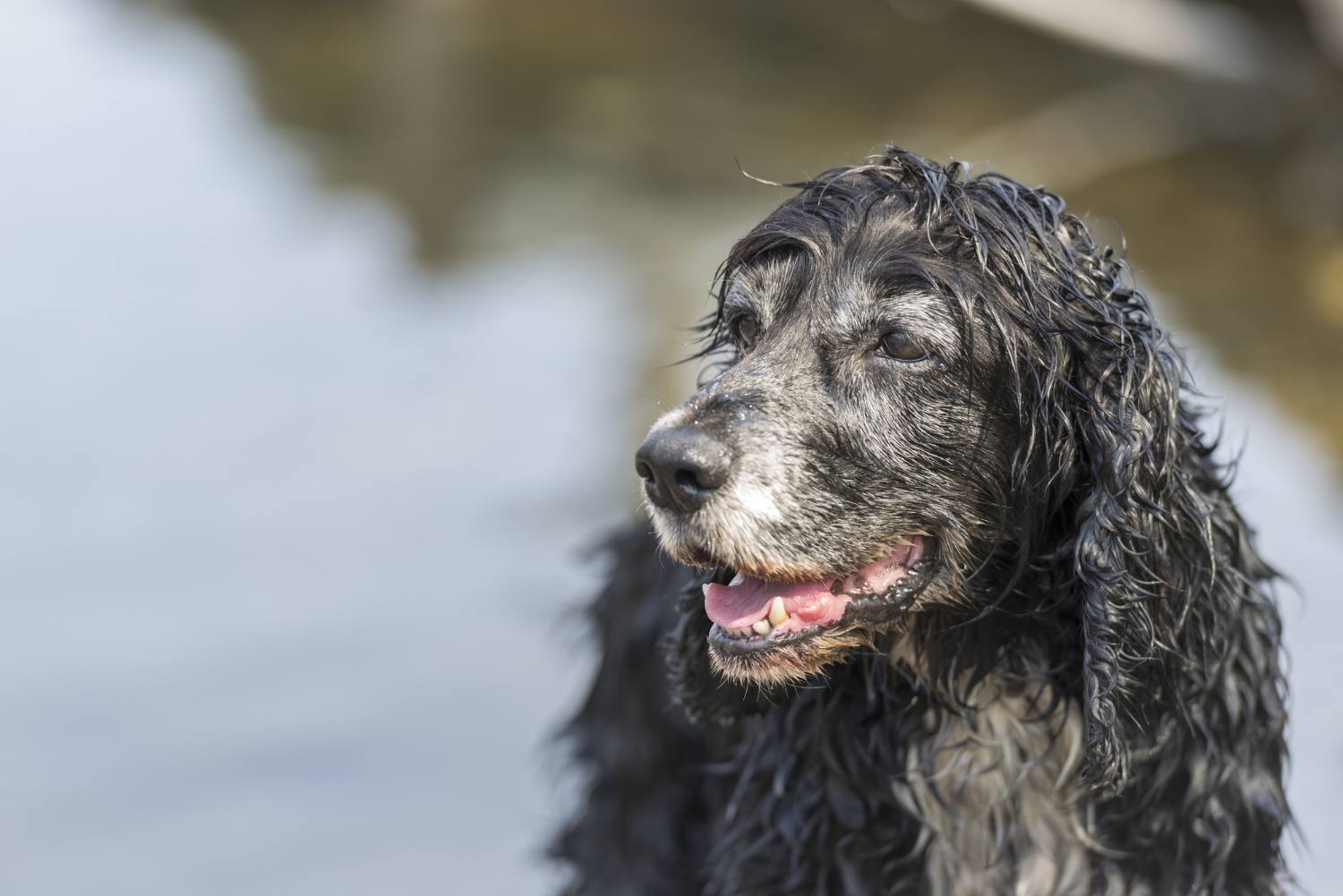 Estudo mostra quando cães ficam idosos