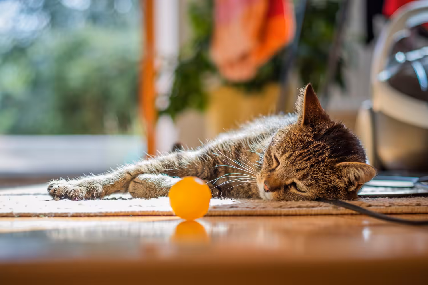 Brincar com seus gatos idosos ajuda a mantê-los ativos