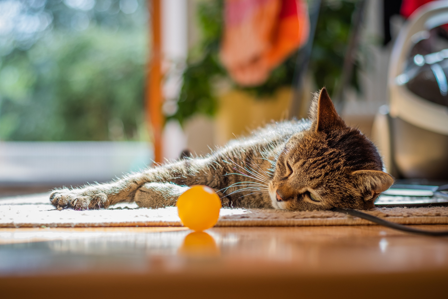 Brincar com seus gatos idosos ajuda a mantê-los ativos