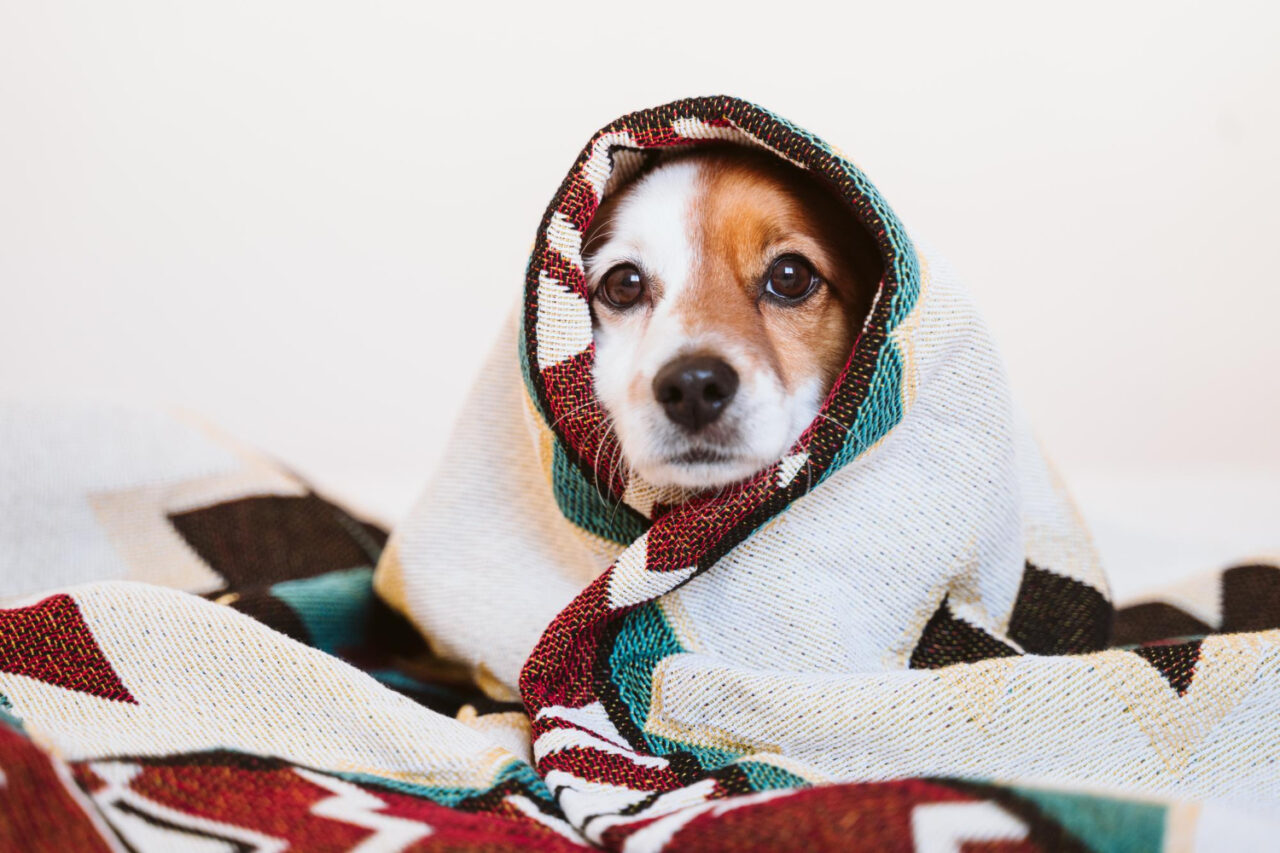 cao-frio.jpg