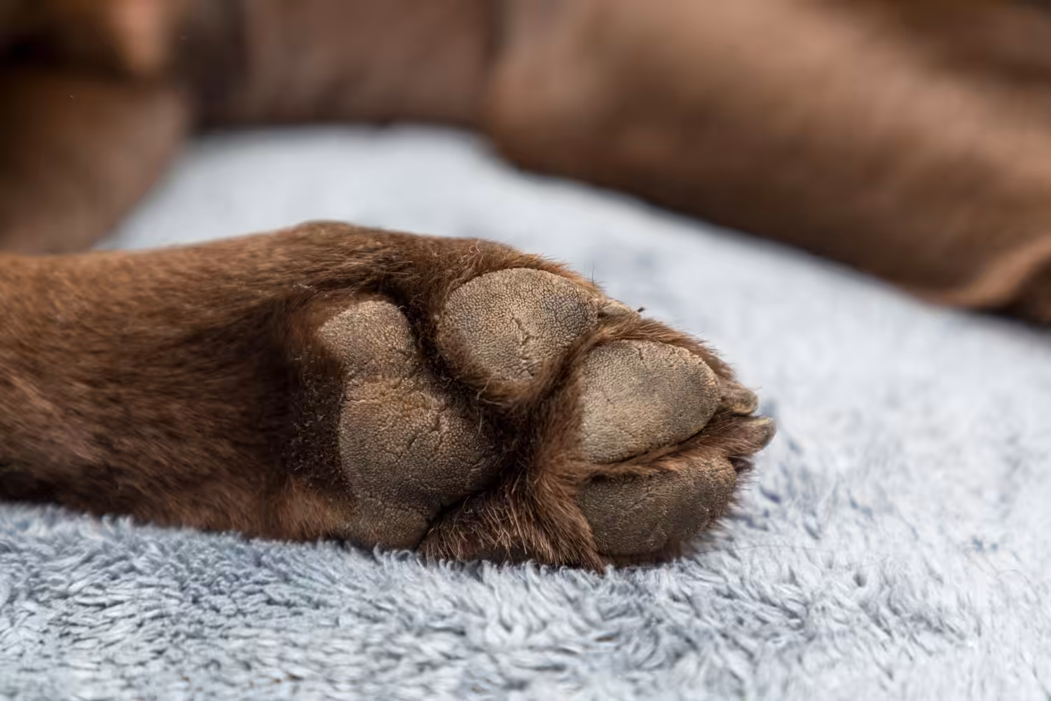 Veja como hidratar corretamente a pata do seu cão