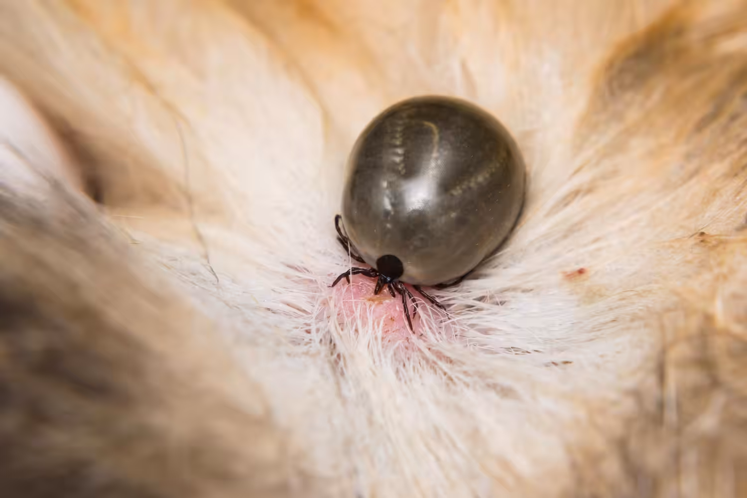 Controle rigoroso dos parasitas é essencial para prevenir erliquiose em cães