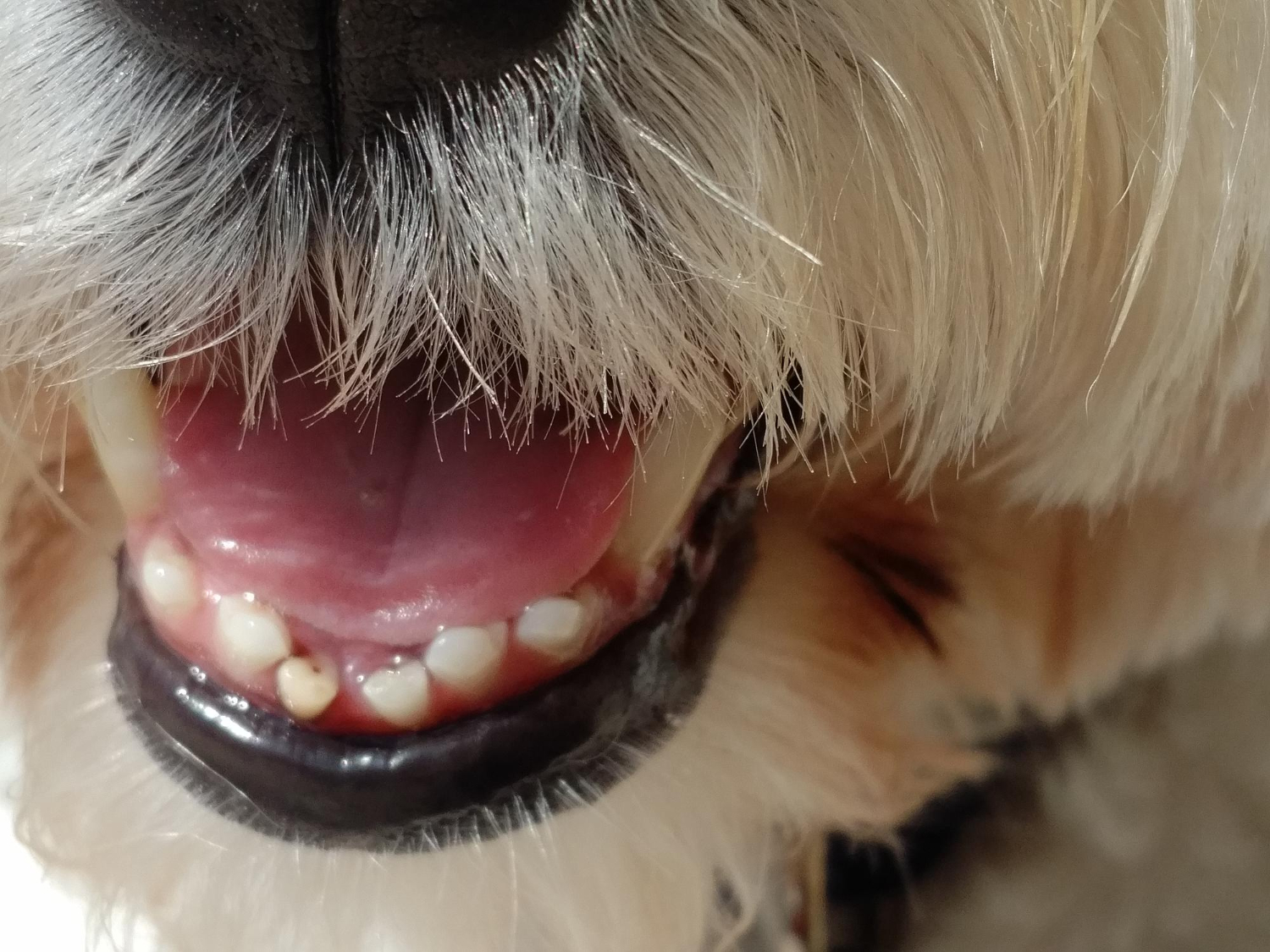 Cães também possuem dente de leite e precisam de cuidados