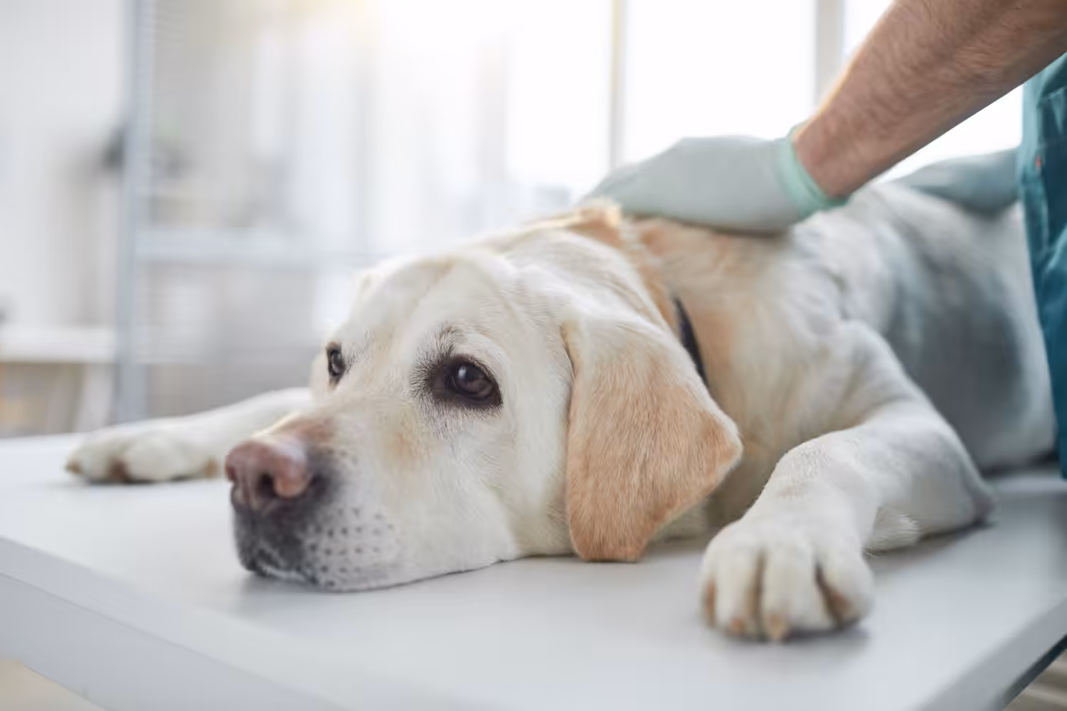 Fisioterapia animal surge como alternativa à eutanásia