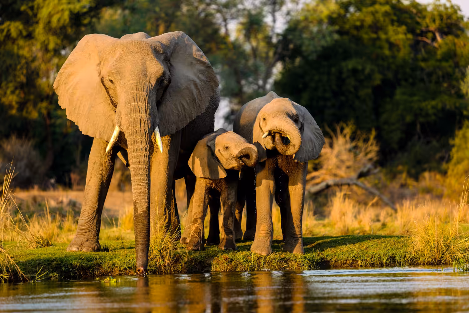 Estudo mostra que animais têm verdadeiro pânico de humanos