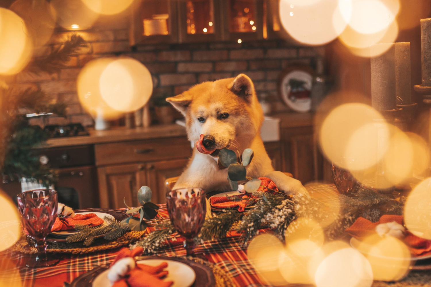 Alimentação das festas de fim de ano para pets precisa de atenção dos tutores