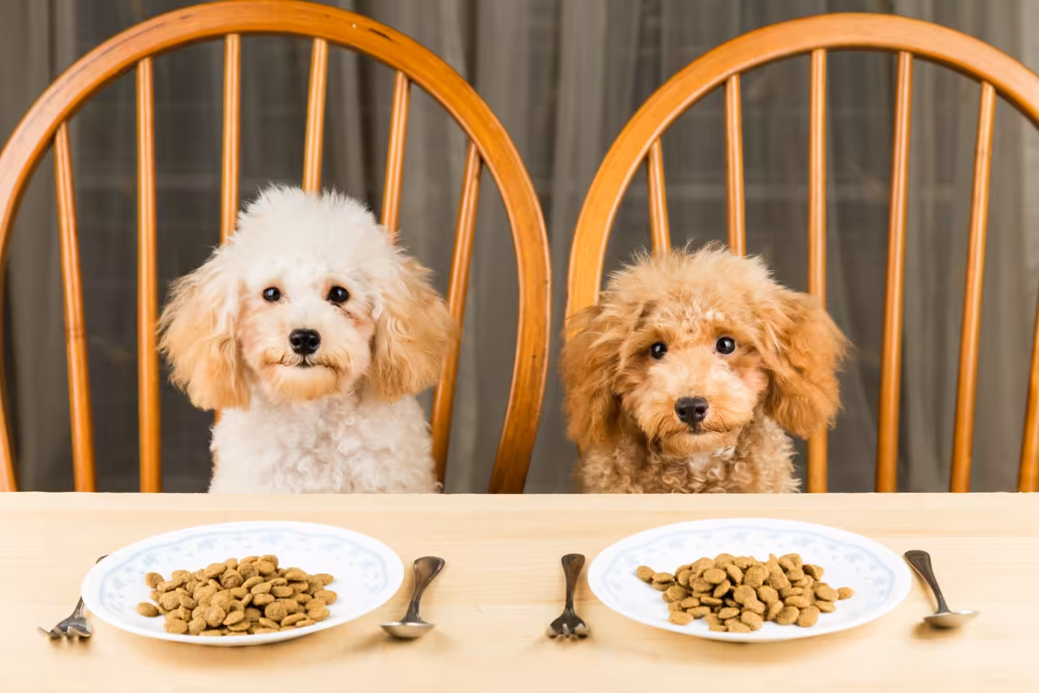 Já ouviu falar do refluxo ácido em cães?