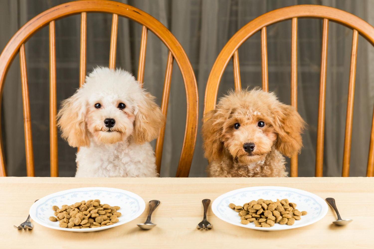 cachorros comendo