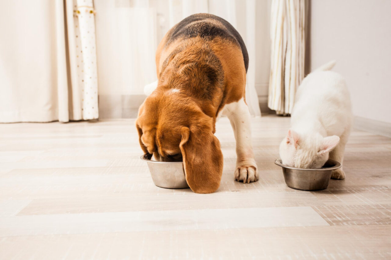 Profissional indica como a alimentação impacta diretamente a saúde de cães e gatos
