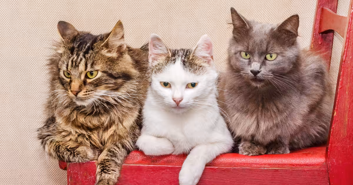 Evento em Salvador apresenta raças felinas e oferece orientações sobre cuidados com gatos