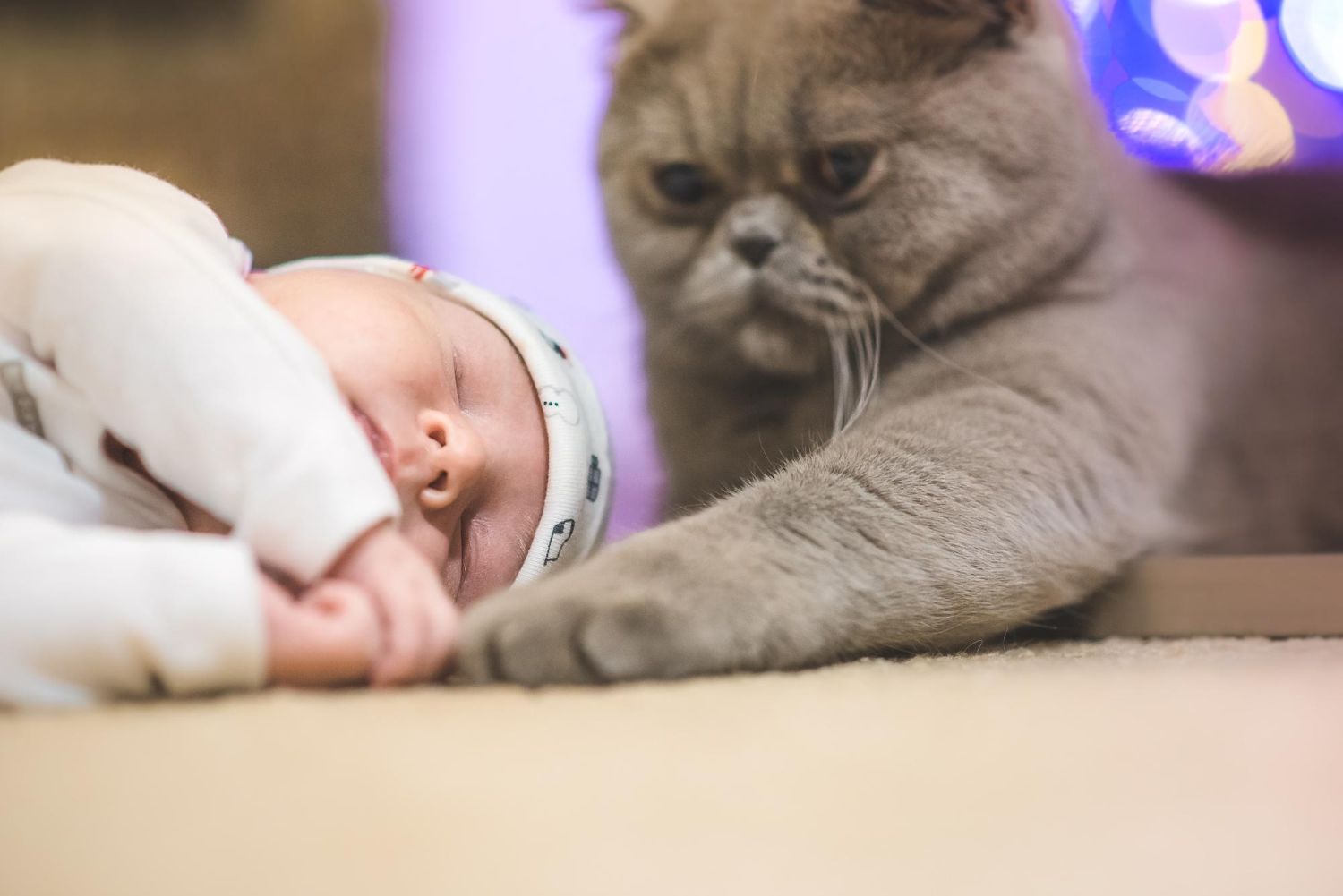 gato e bebê