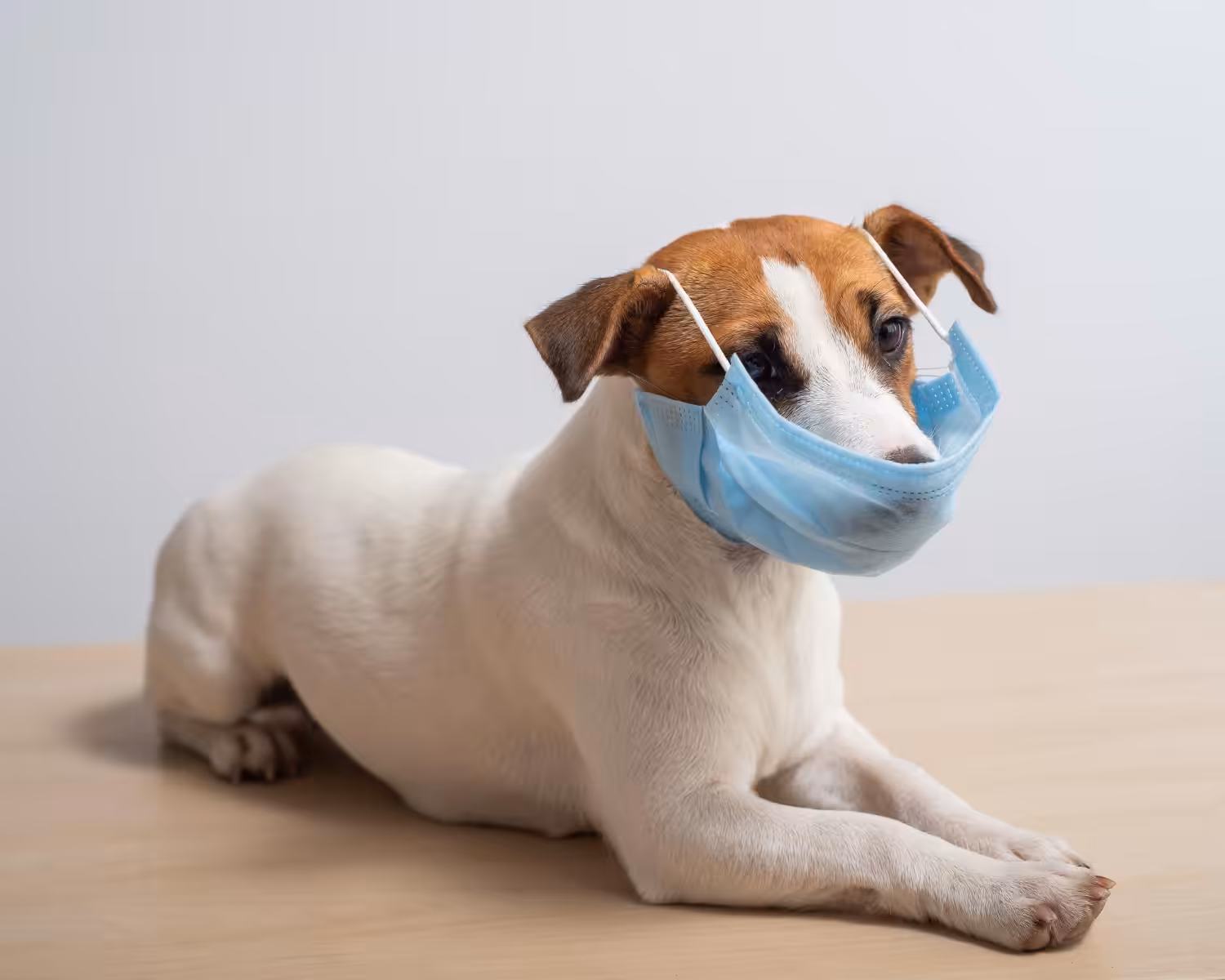 Veterinária destaca os perigos do contato e doenças nas fezes e urinas dos pets