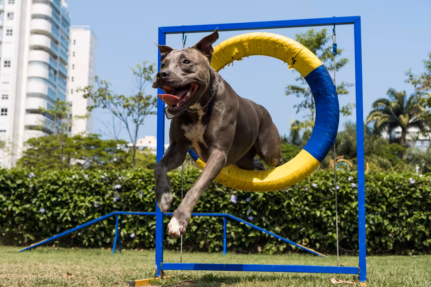 Creches para cães: um método de prevenção para a saúde do pet