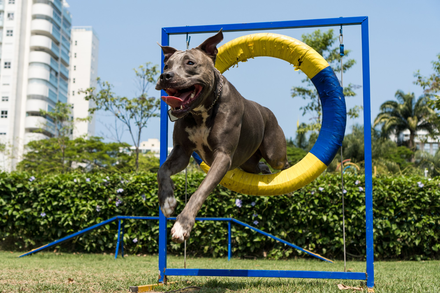 cachorro em creche