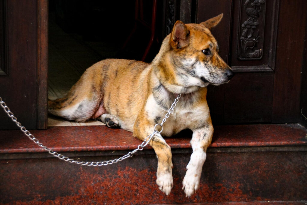 Campanha “Brasil contra maus-tratos” pressiona por punições mais severas