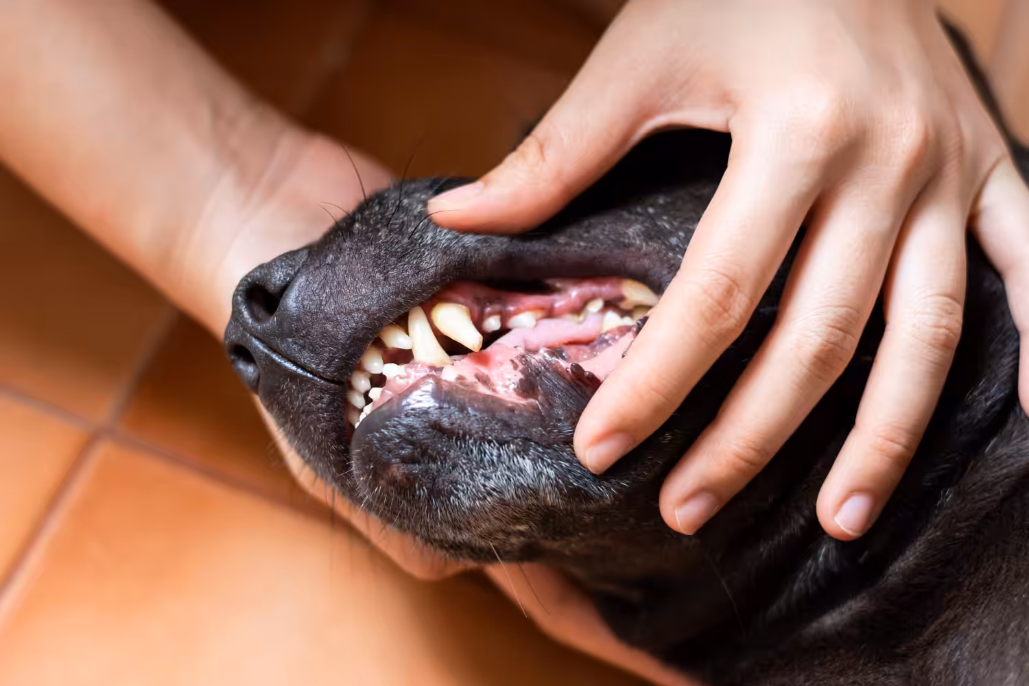 Cães tem tártaro? Saiba mais e como tratar
