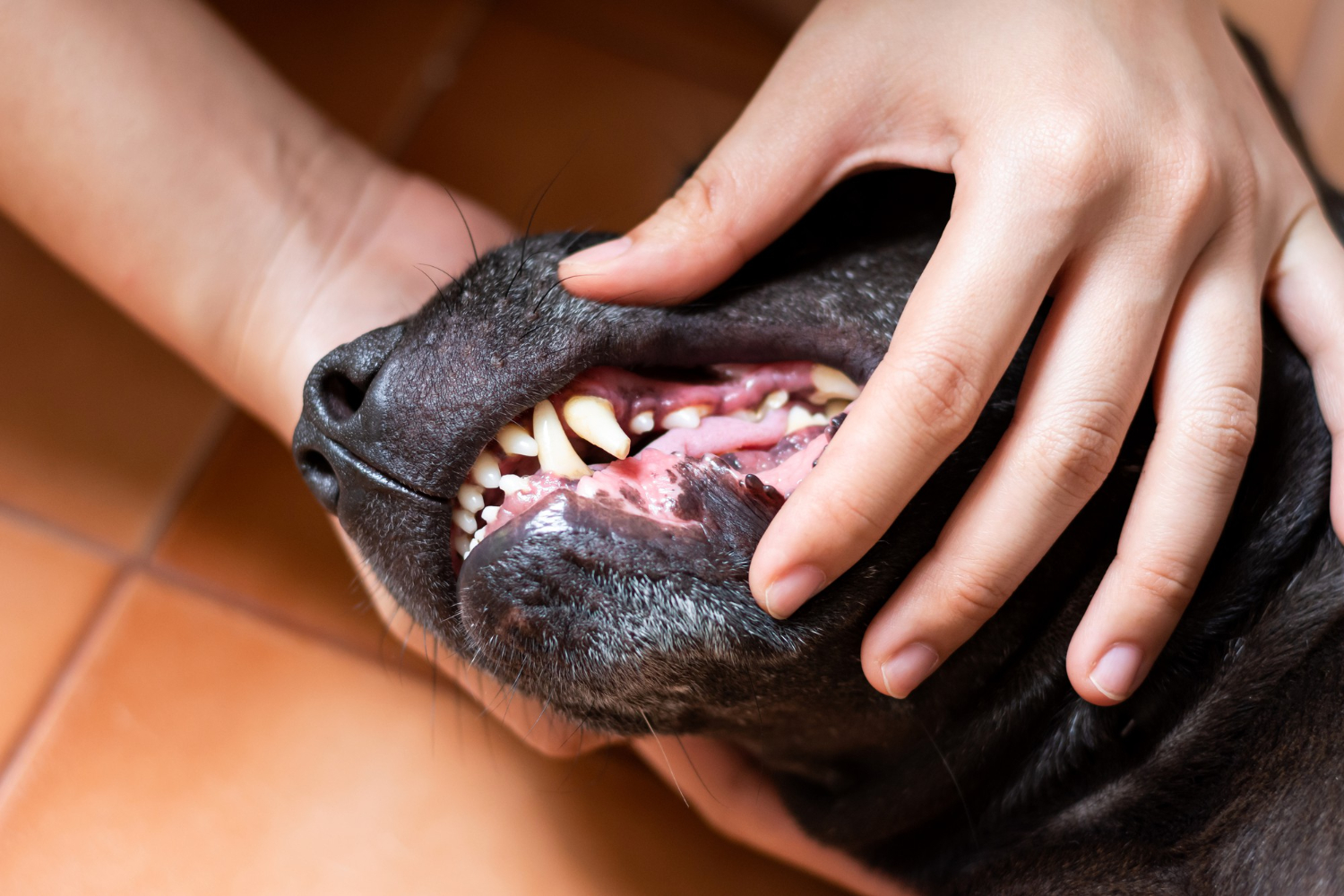 dentes cachorro