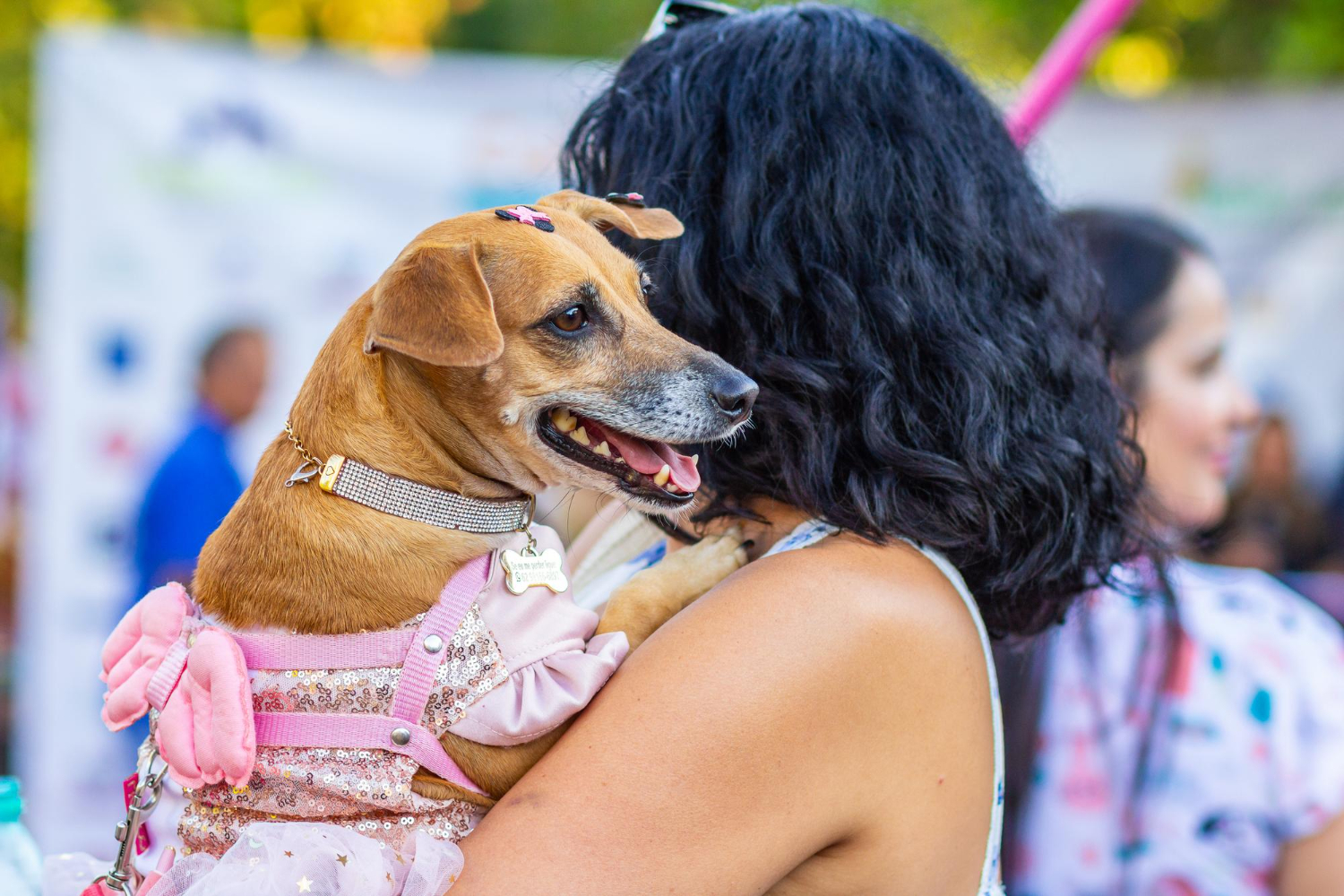 Dogs of Rock transforma Moema em um festival pet-friendly com conscientização