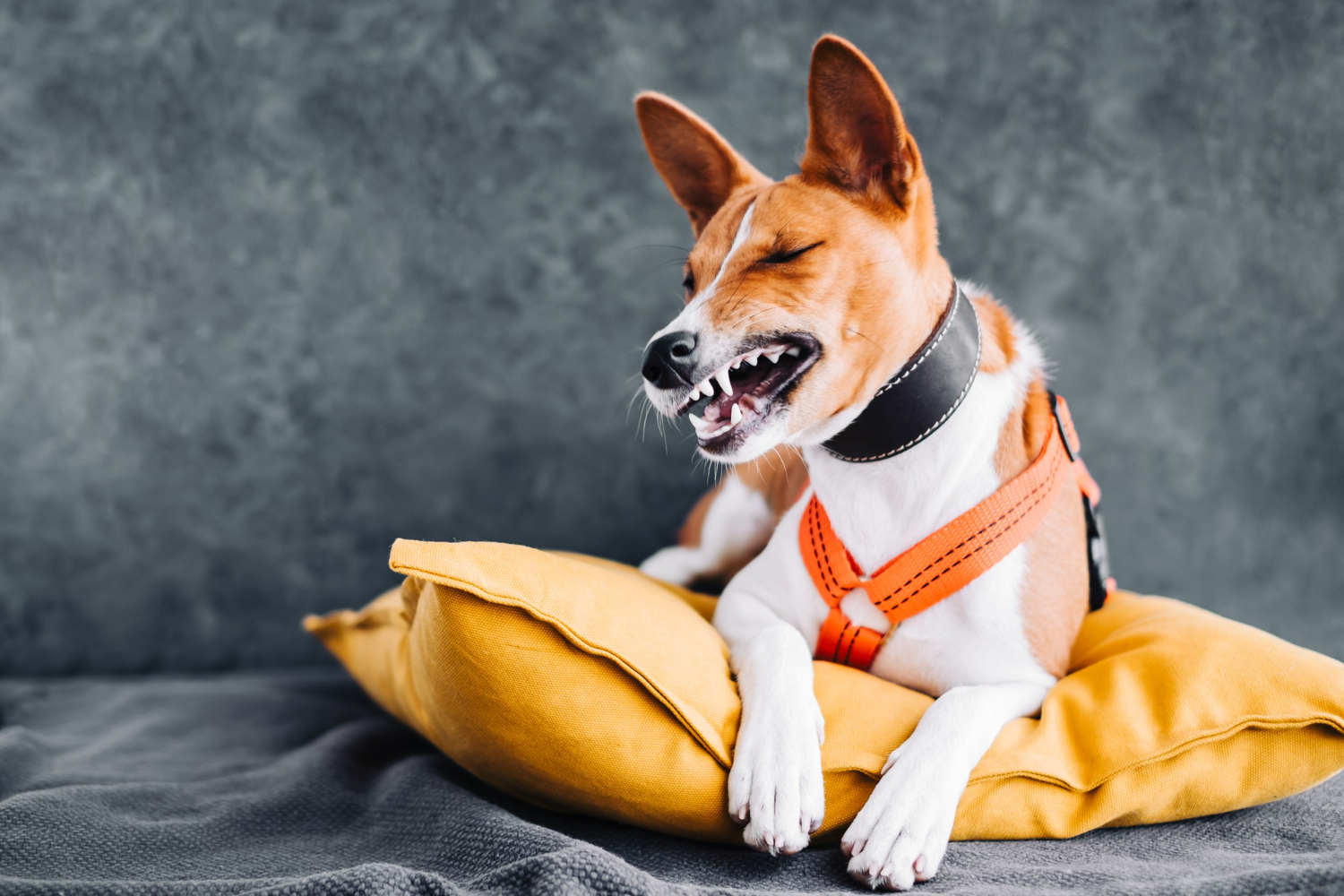 Como reduzir a ansiedade dos seus pets durante as mudanças na rotina?