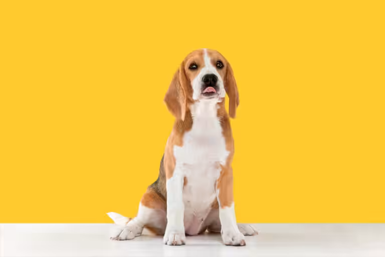 Estudo sugere que os cães podem ter preferência por cores