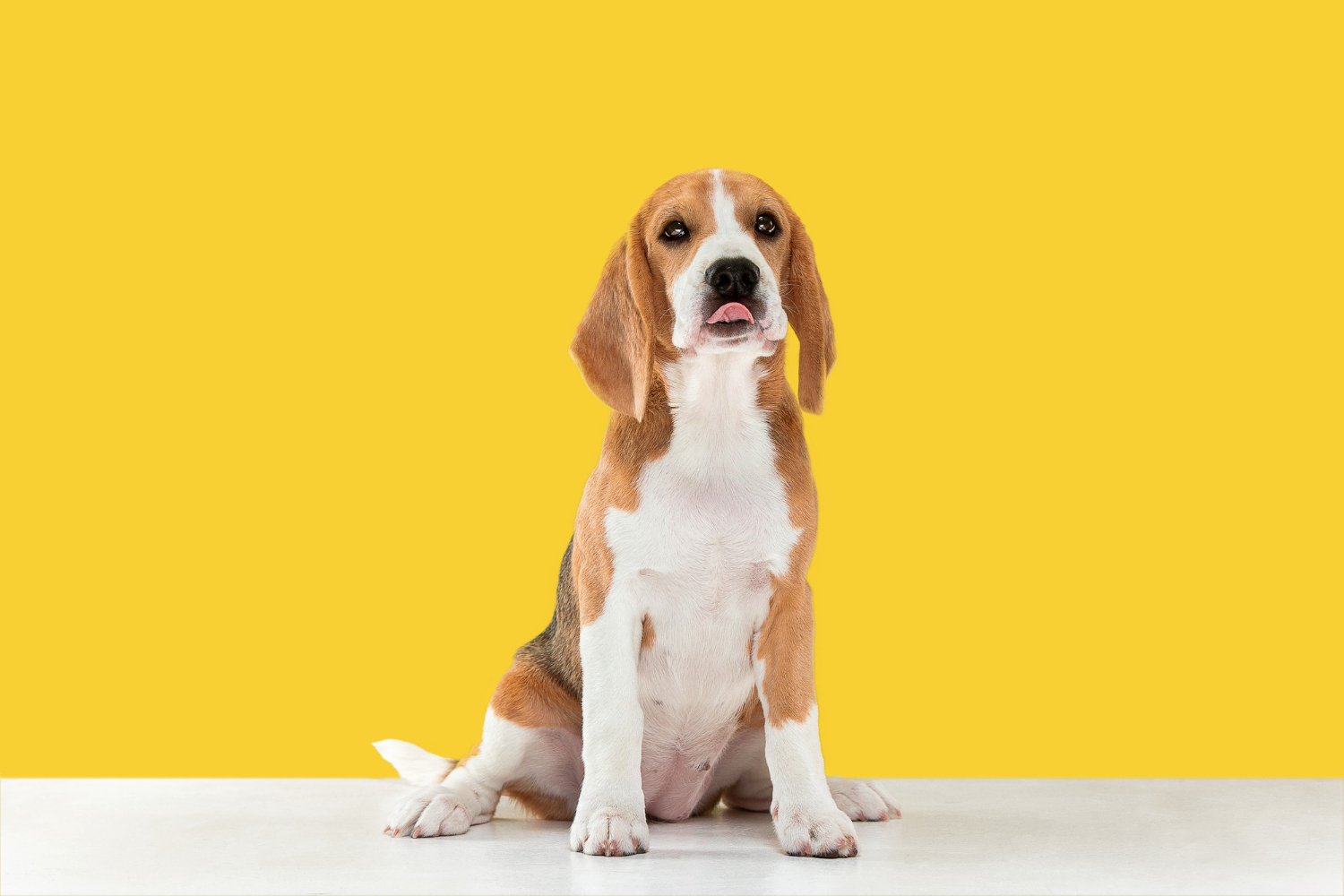 Estudo sugere que os cães podem ter preferência por cores