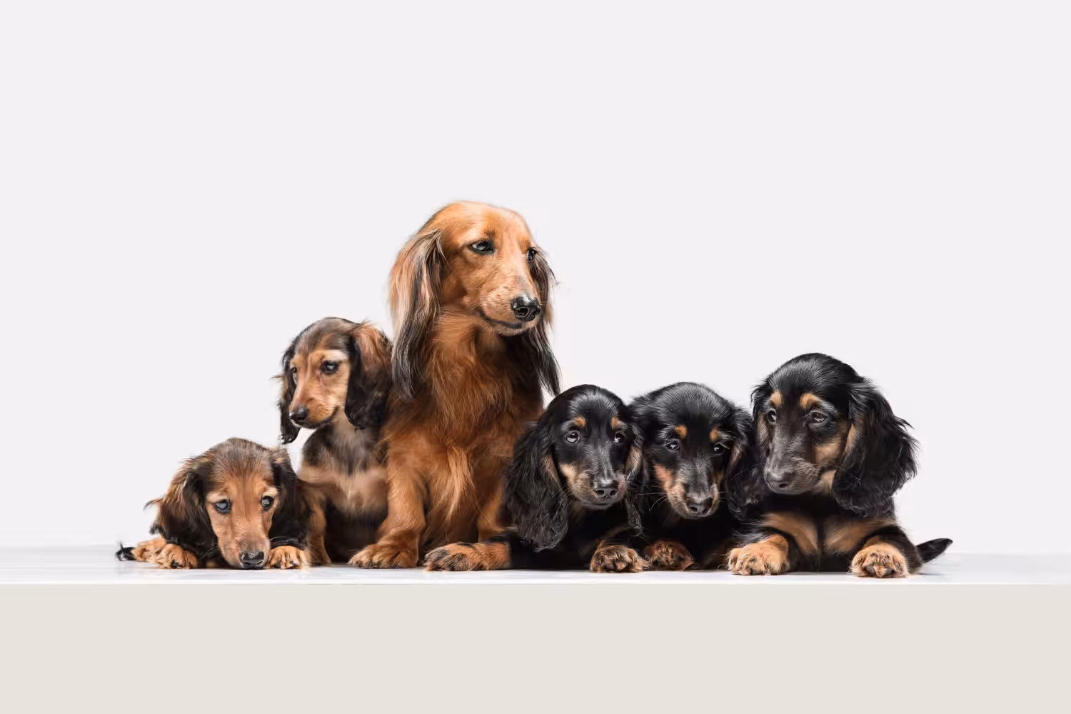 Você sabe como identificar gravidez psicológica em cães?