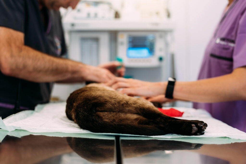 Avanço da Terapia Intensiva na Medicina Veterinária: Um Marco na Saúde Animal