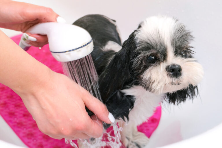 Banho e tosa em pets é cercado por diversos mitos e dúvidas