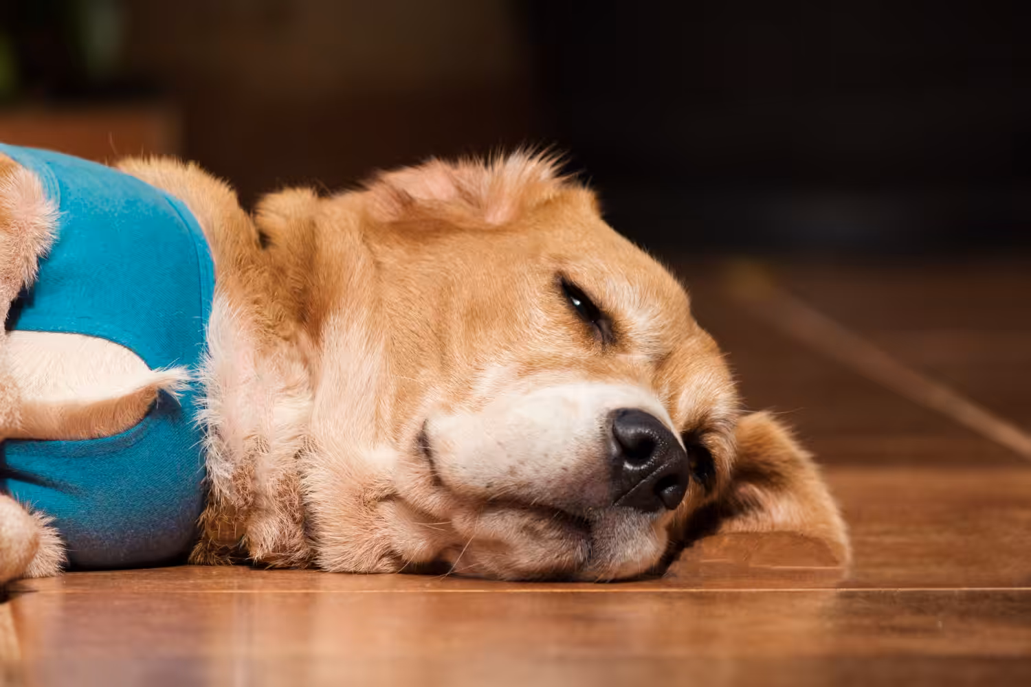 Como saber se o cachorro está com febre sem o termômetro?