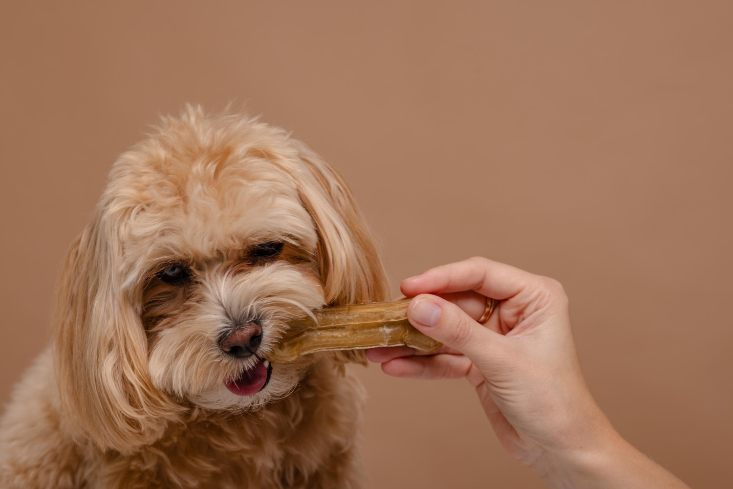 Petiscos devem ser oferecidos de forma equilibrada aos cães