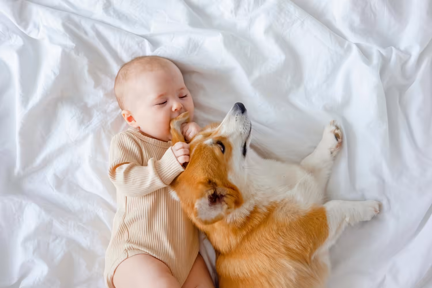 Profissional destaca pontos de atenção e recomendações na relação entre pets e bebês