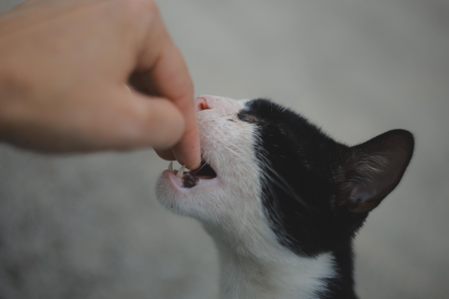 Veterinária explica por que gatos mordem quando recebem carinho ...