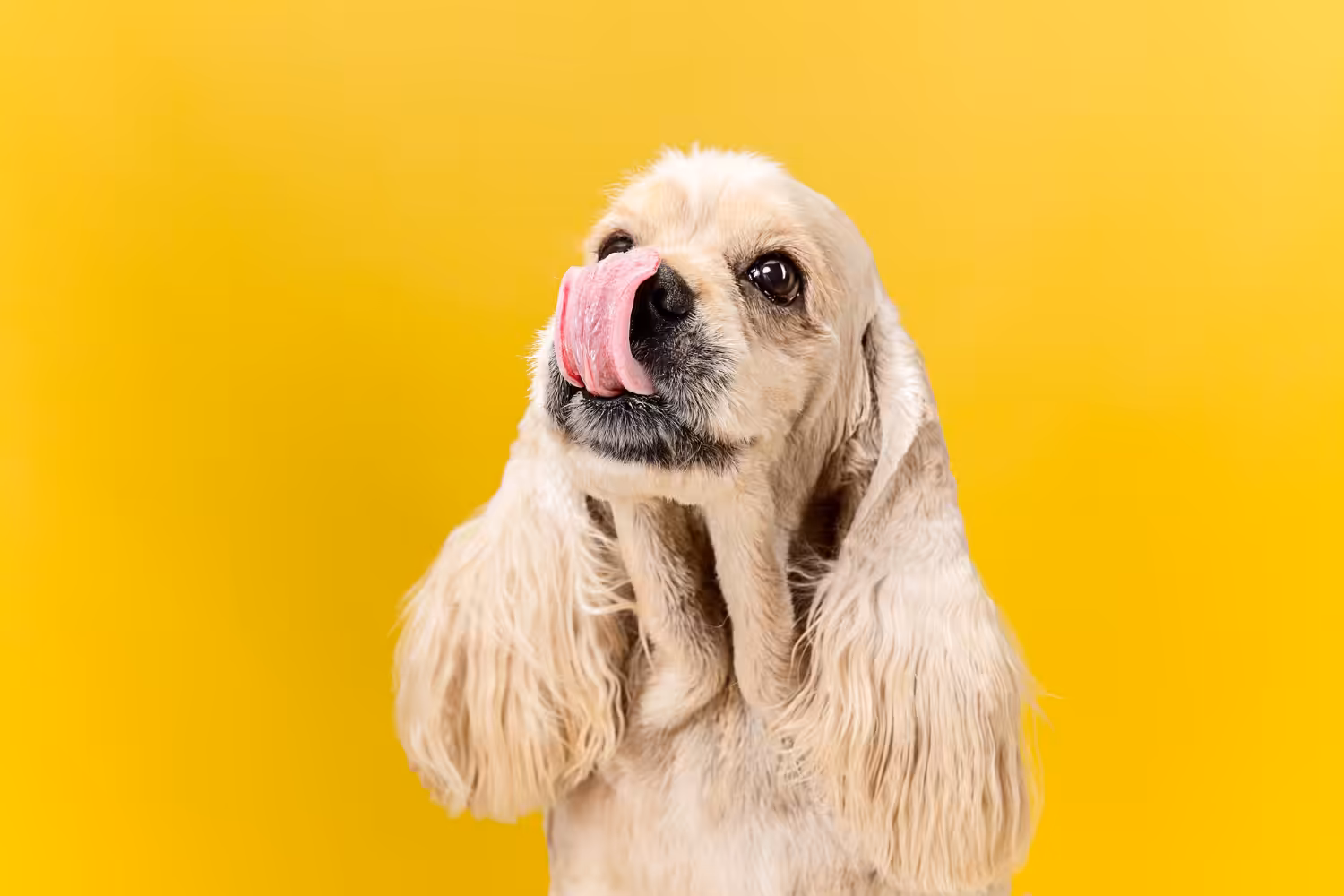 Cães reconhecem emoções humanas e respondem a elas, apontam profissionais