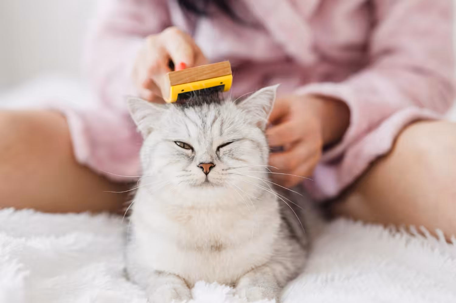 Conheça alguns cuidados com a pele e pelagem de cães e gatos