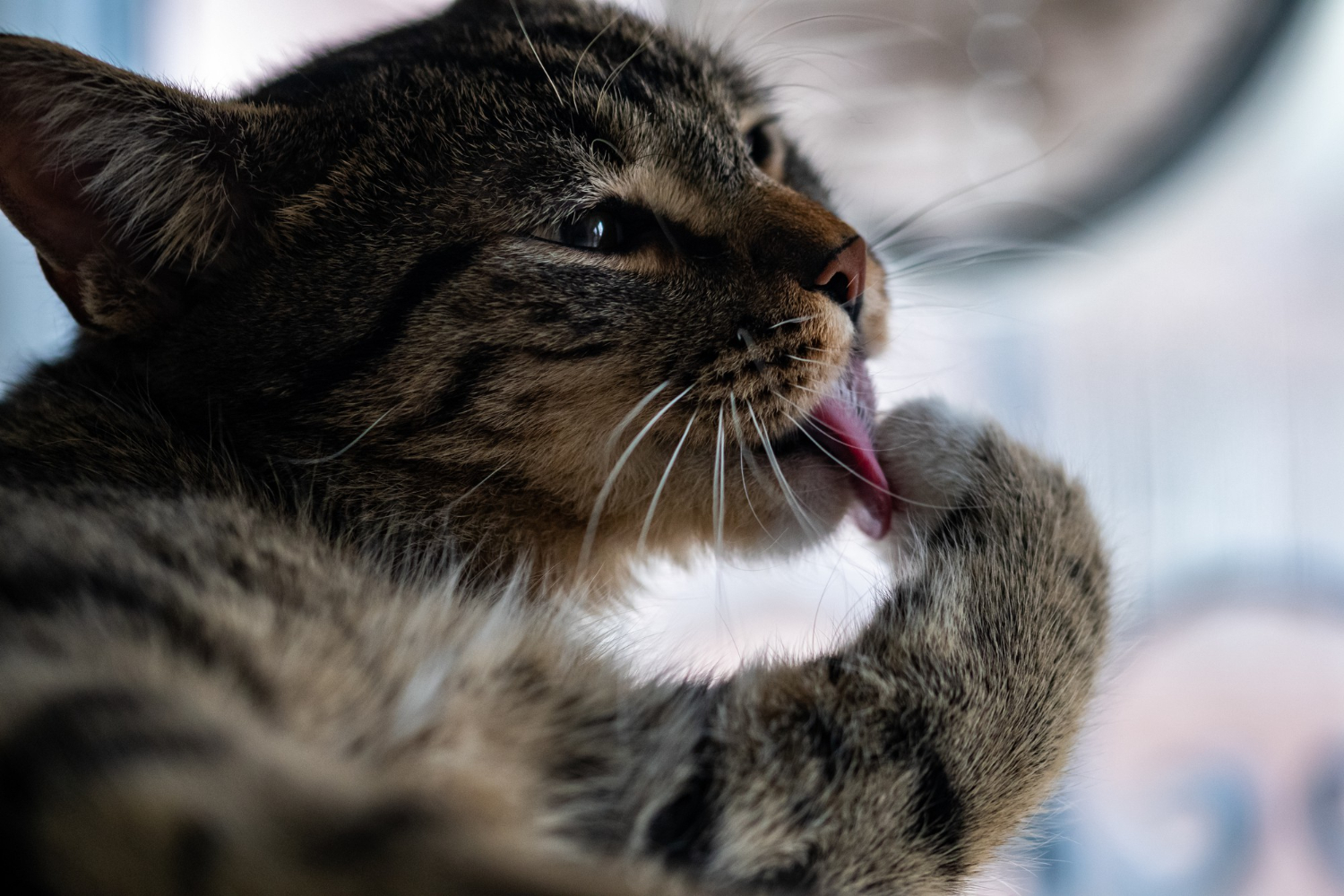 Gato lambendo? Entenda esse comportamento dos felinos