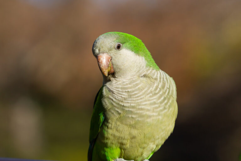 periquito