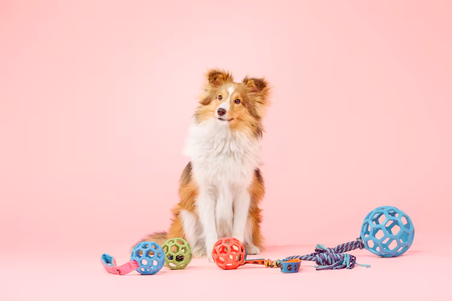 Brincadeiras educativas para pets promovem saúde física e mental