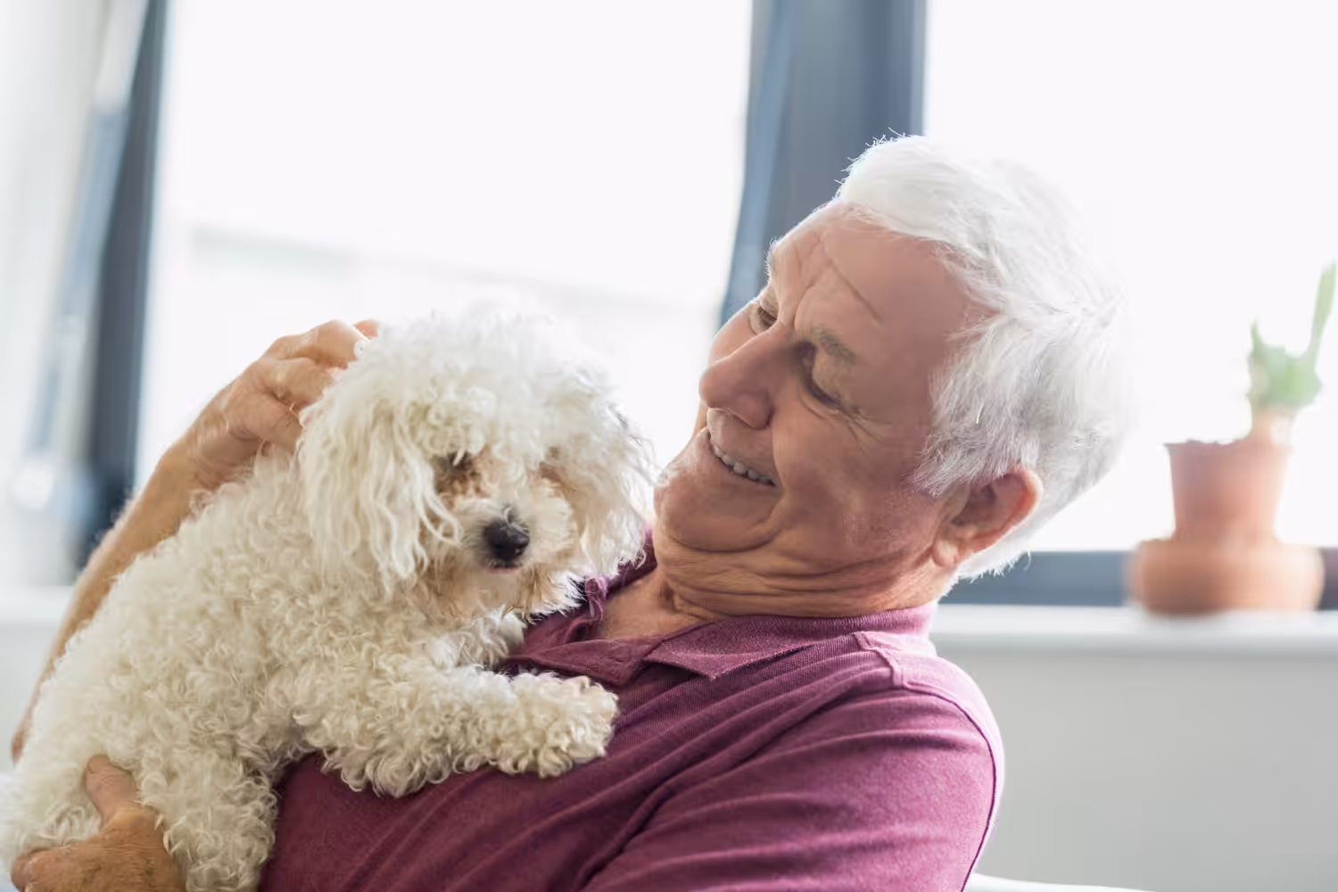 Quais os cuidados essenciais com os animais idosos?